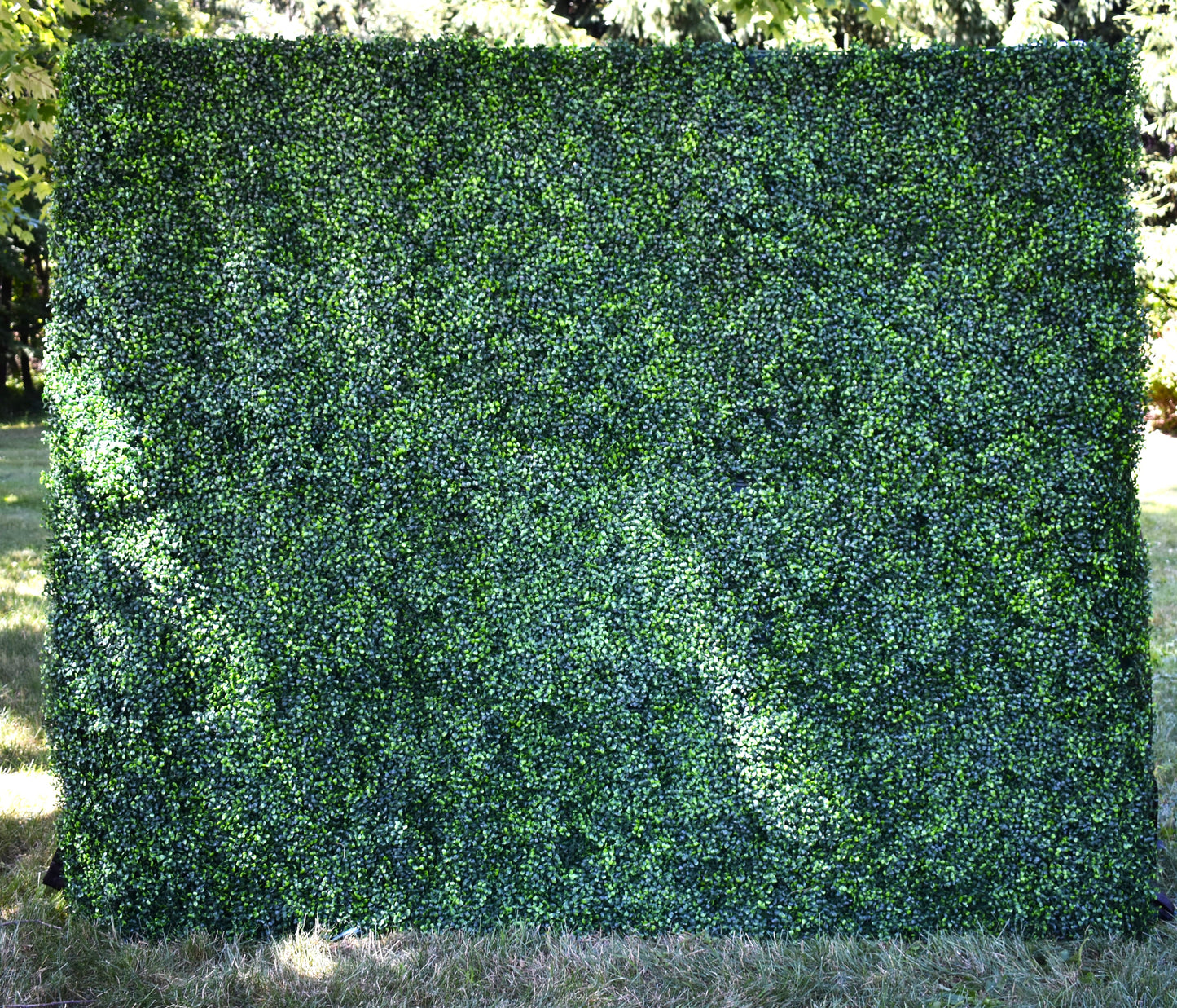 Backdrop Wall Green Boxwood